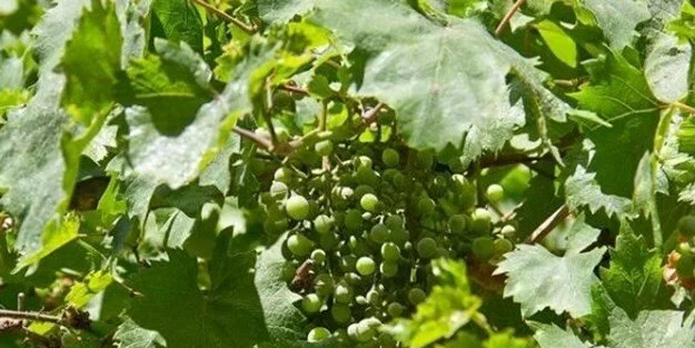 Koruk nedir? Dikkat çeken doğal kaynak, koruk suyu nasıl yapılır? Sadece üzümden 2 salkım kullanmak yetecek