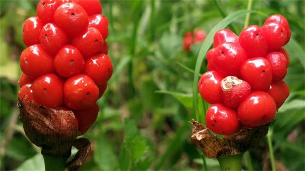 Koruma altına alınacak