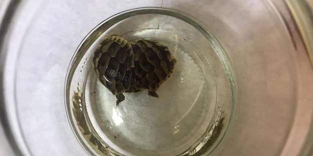 Koruma altına alınan siyam ikizi kaplumbağalar öldü