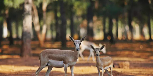 'Koruma altındaki ceylanlar kesilerek bürokratlara ikram edildi' iddiası! TİGEM'den açıklama