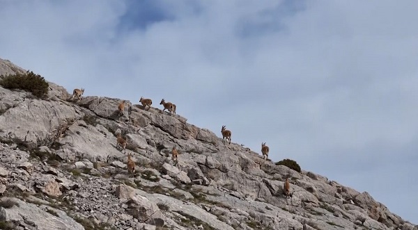 Koruma altındaki dağ keçileri böyle görüntülendi