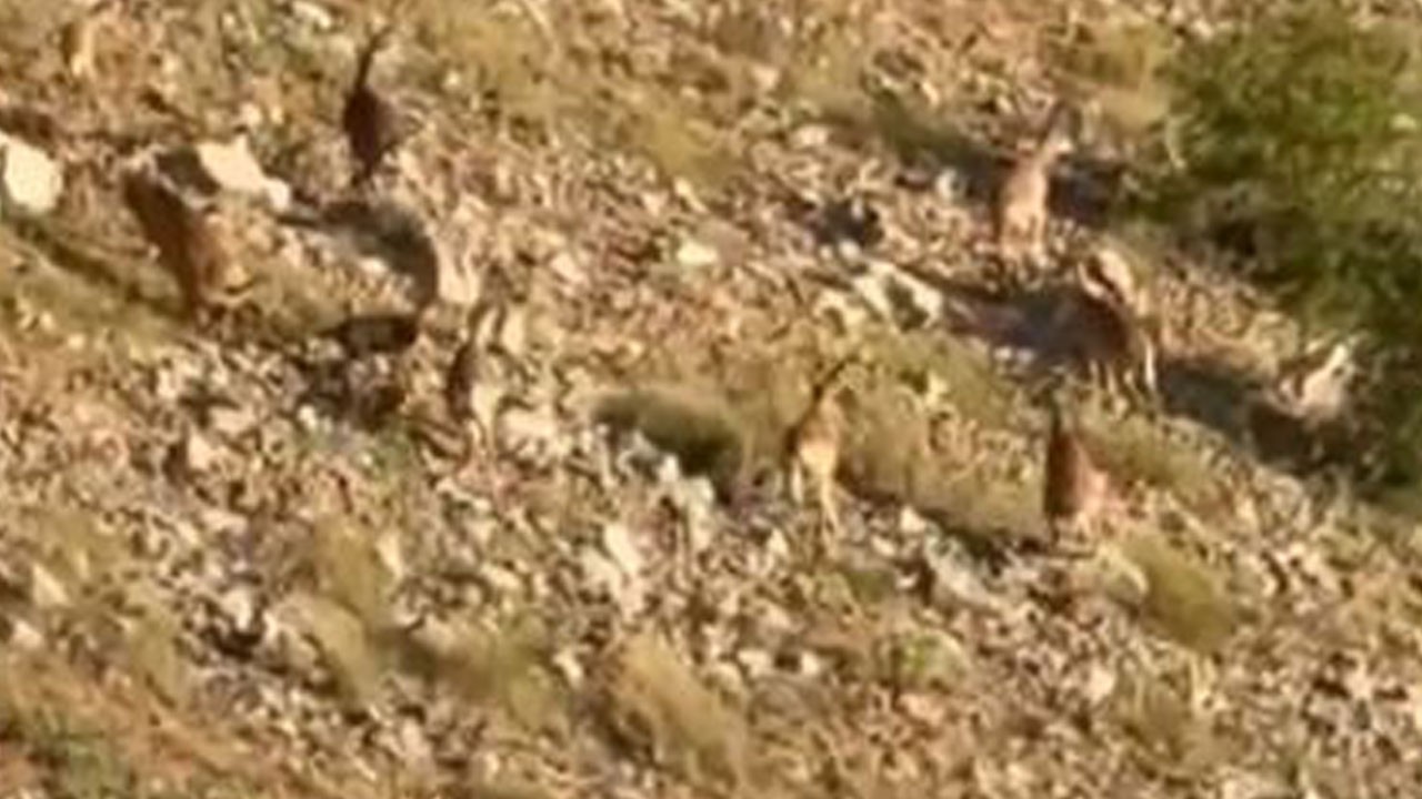 Koruma altındaki dağ keçileri böyle görüntülendi