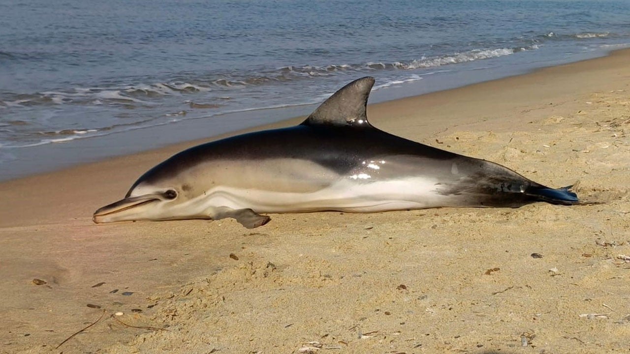 Koruma altındaki yunus sahilde ölü bulundu