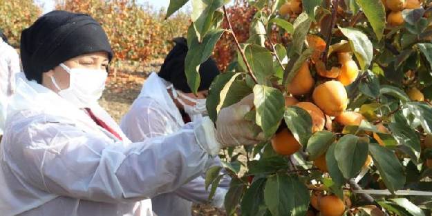  KOSGEB desteğiyle kadınlar birçok şehre hurma gönderiyor