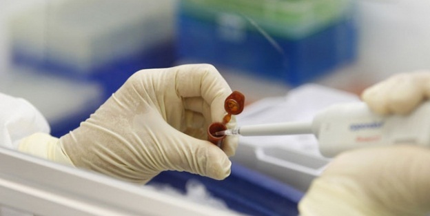 Kosova'da domuz gribi can aldı