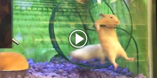 Koşu çarkında asılı kalan Hamster'ın dramı!
