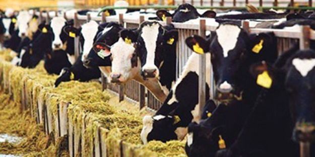 Kötü haber maalesef geldi! Türkiye'nin hayvancılık devi iflas etti