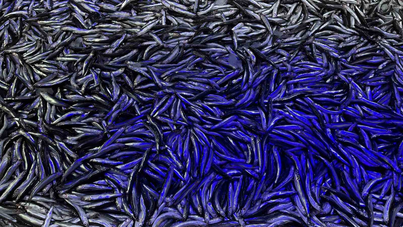 Kötü havanın etkisiyle hamsinin fiyatı fırladı!