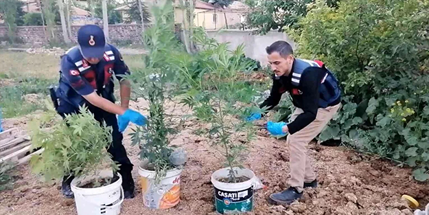 Kova kova kenevir ekmişler... Jandarmadan baskın