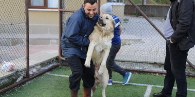 Kovaladığı köpekten özür diledi