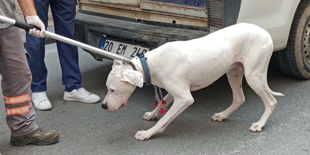 Kovalamacayla durdurulan şüphelinin köpeği polise saldırı!