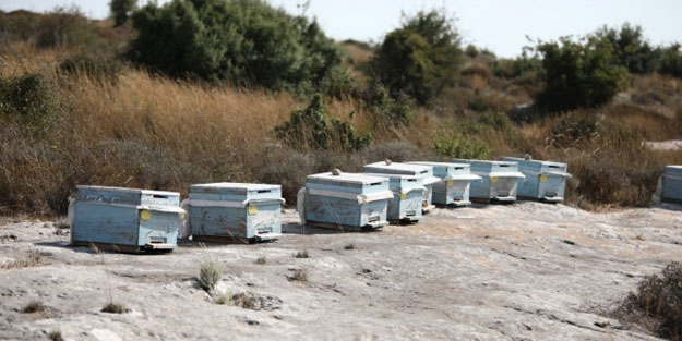 Kovanları çalarken arıların soktuğu kişi öldü