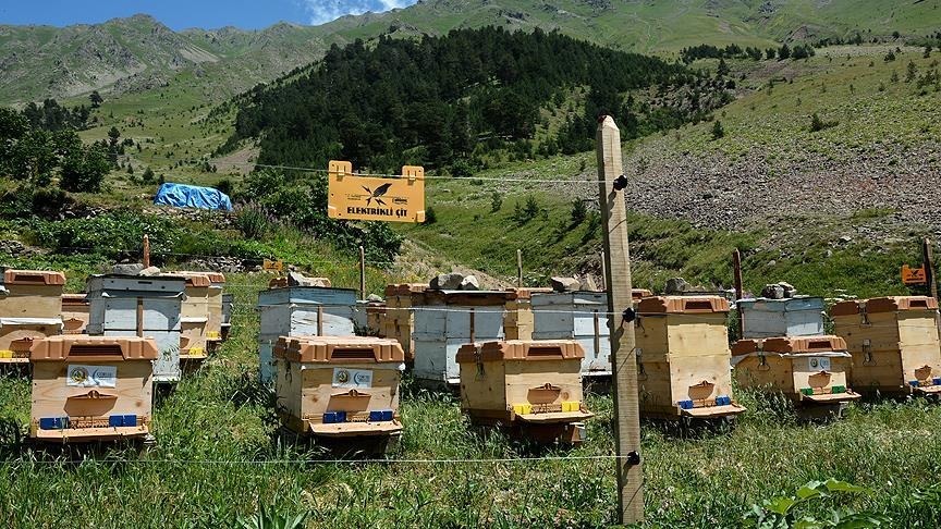 Kovanlarını ayılardan elektroşoklu çitle ...