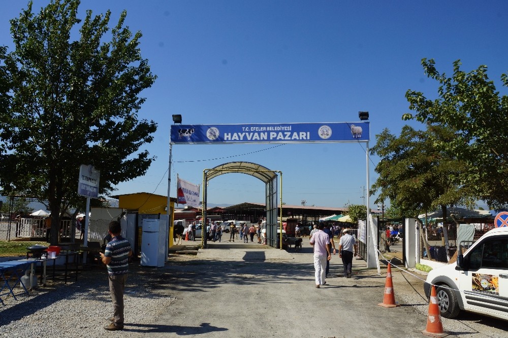 Kovid-19 tedbirleri kapsamında Çeştepe, Nazilli ve Çine Hayvan pazarları açıldı 