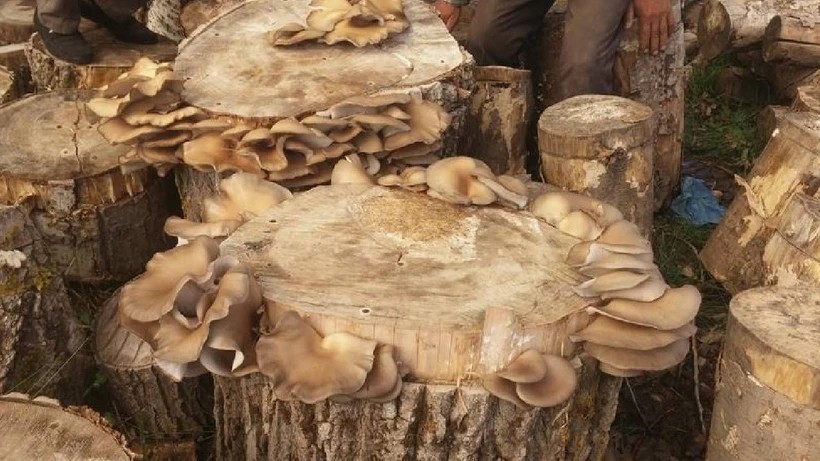 Köy Evinin Bir Odası Yetiyor! Kral Mantarı Altın Gibi Para Kazandırıyor