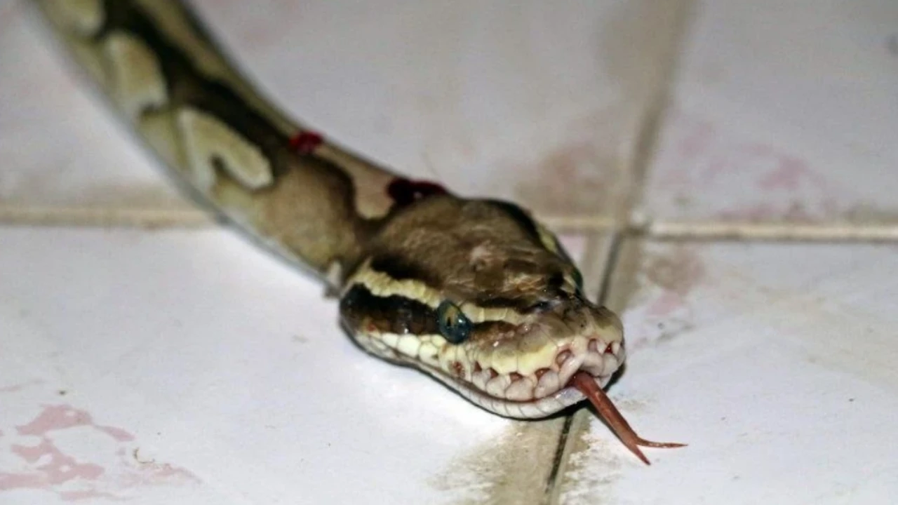 Köy Panikte: Tuvaletten 70 yılan çıktı!