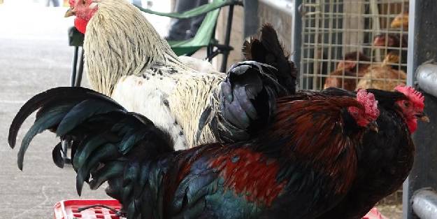 Köy tavuğu satışları patladı