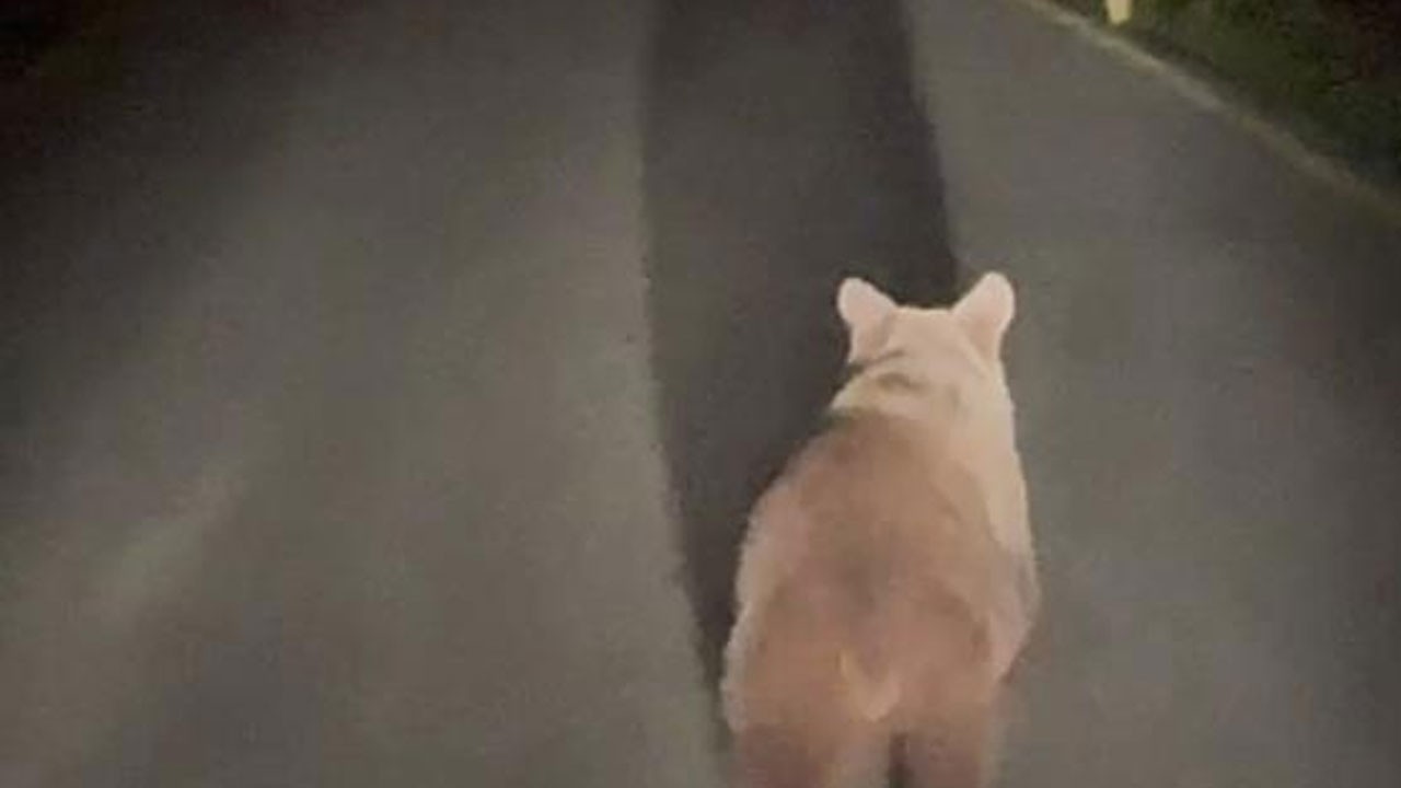Köy yolunda koşan ayı kameralara yakalandı