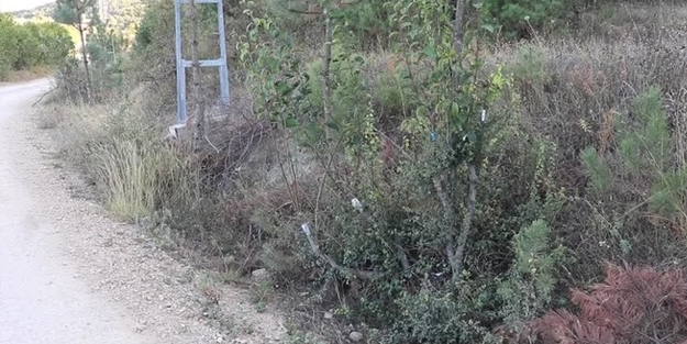 Köy yolundaki sahipsiz ağaçları aşılayan emekli işçinin çabası takdir topluyor