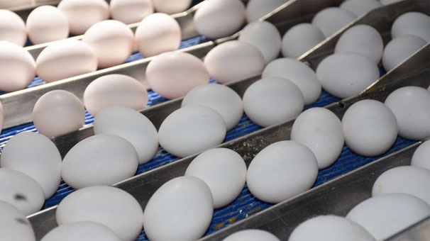 Köy yumurtası bitiyor, numaralı yumurtalar geliyor