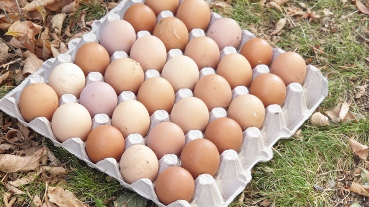 Köy Yumurtası İşine Girenler Paraya Para Demiyor!