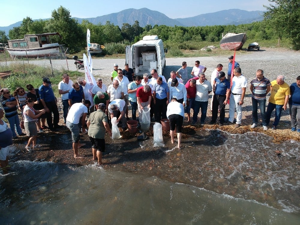 Köyceğiz Gölü’ne 180 bin yavru sazan bırakıldı 