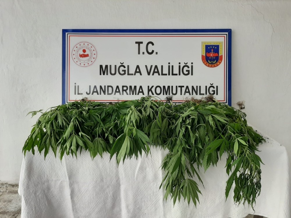 Köyceğiz’de kenevir bahçesine operasyon 
