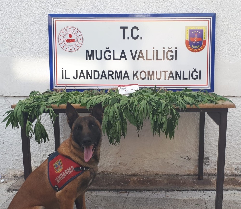 Köyceğiz’de uyuşturucu operasyonu 