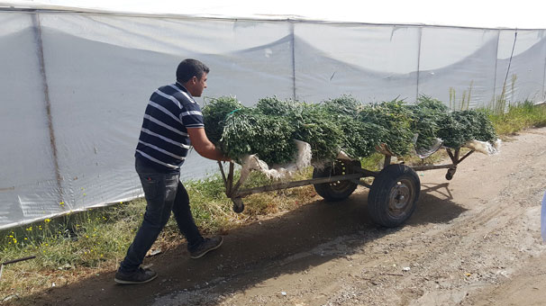 Köyde herkes bu işi yapıyor! Avrupa ülkeleri peşinde...