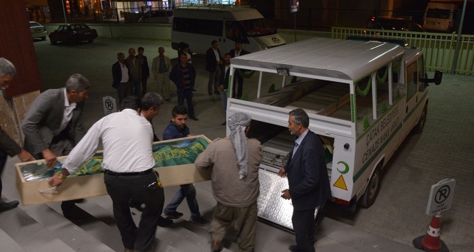 Köpek kavgasında feci son