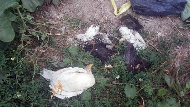 Köydeki tavuk ölümleri korkuya neden oldu