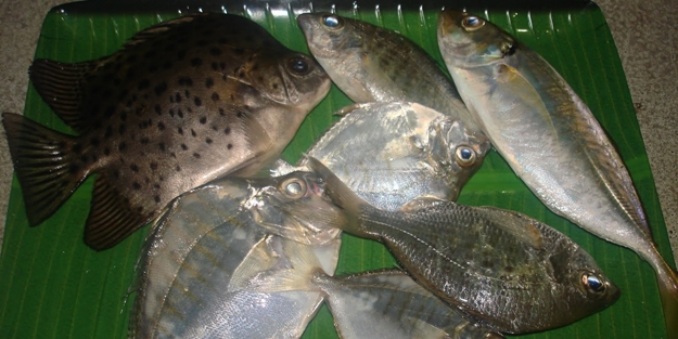 Köye gökten balık yağdı