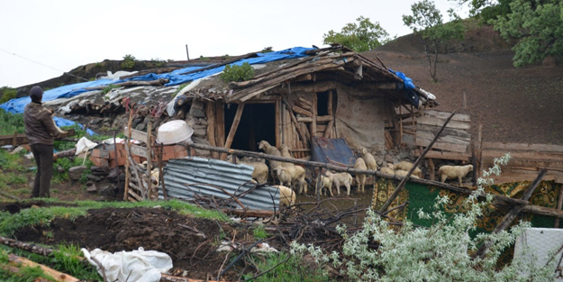 Köye inen aç kurtlar 24 küçükbaş hayvanı telef etti