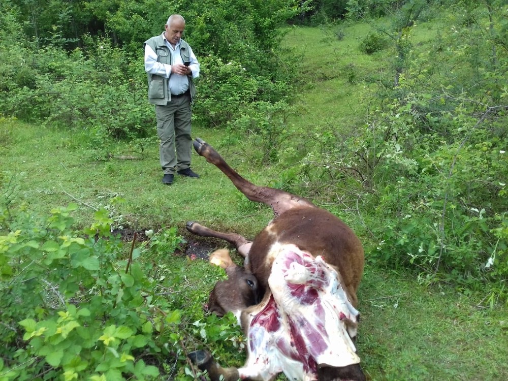 Köye inen aç kurtlar ineği telef etti 