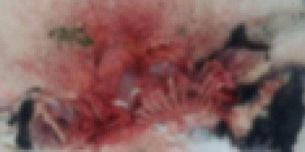 Köye inen aç kurtlar köpeği parçaladı
