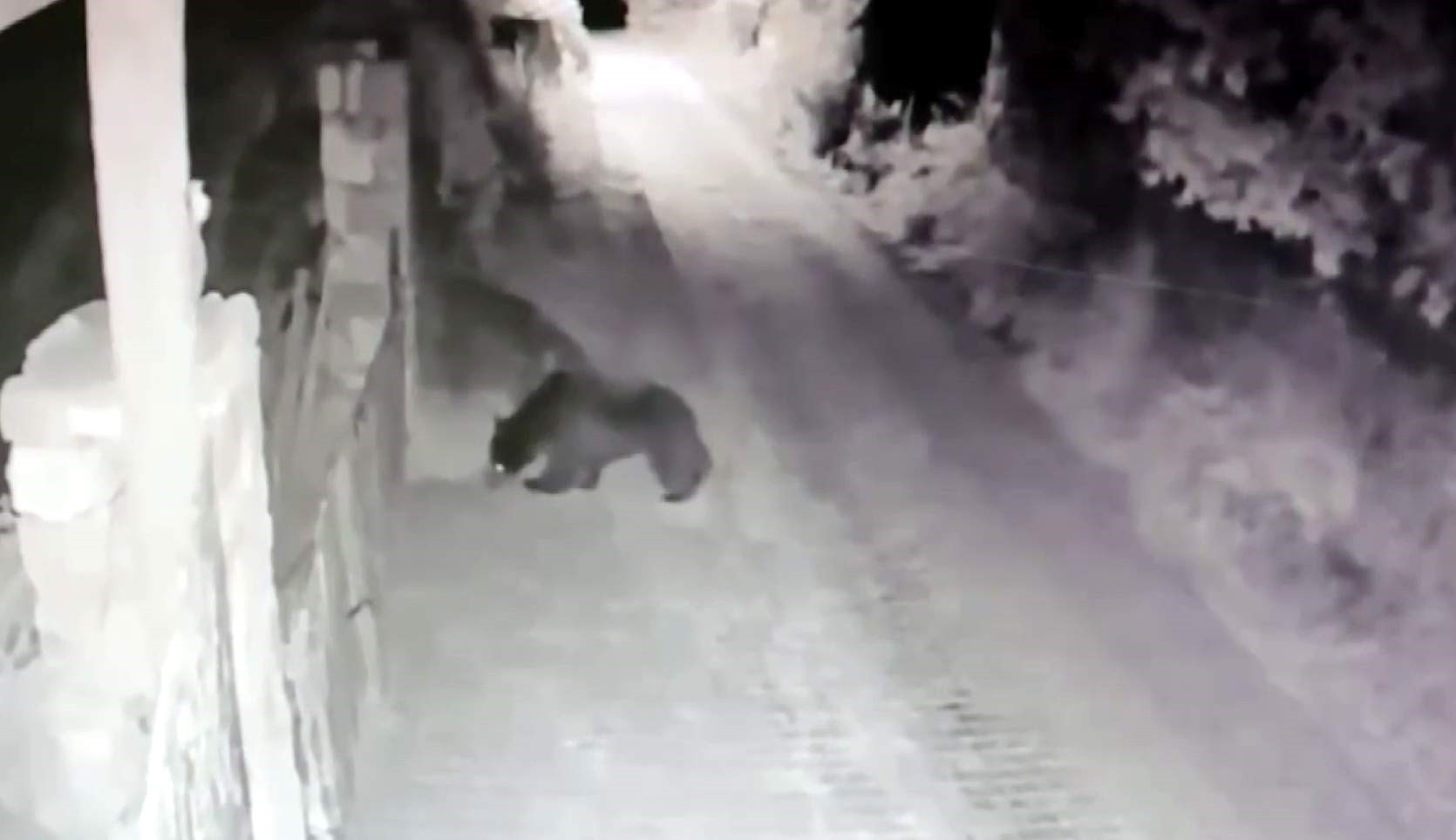 Köye inen ayı güvenlik kamerasına yansıdı