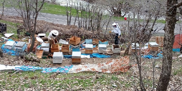 Köye inen ayılar arı kovanlarını parçaladı