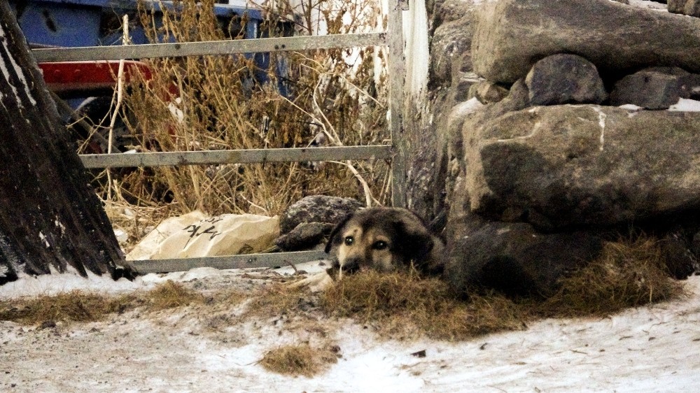 Köye inen iki kurt köpeğe saldırdı 