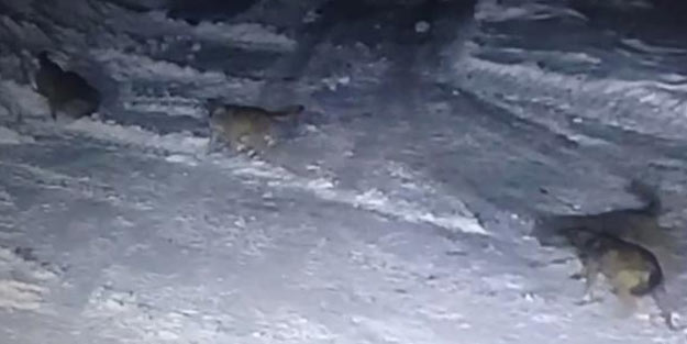 Köye inen kurt sürüsü, 2 köpeği paramparça etti