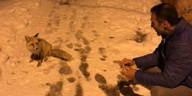 Köye inen tilkiyi elleriyle beslediler