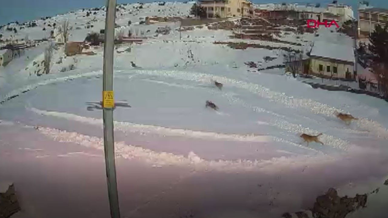 Köye inen vaşakları kurtlar kovaladı