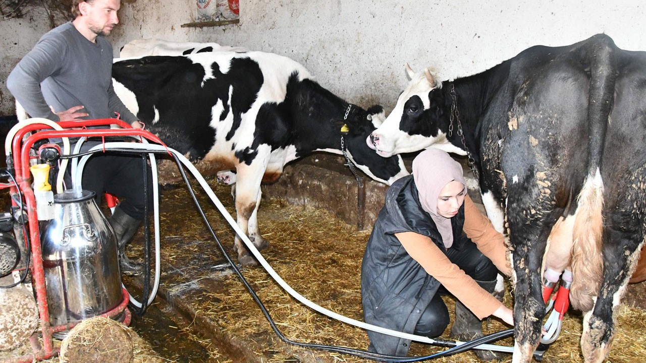 Köye taşındı, bir inekle başladı: 2 yılda 12 başlık sürüye ulaştı