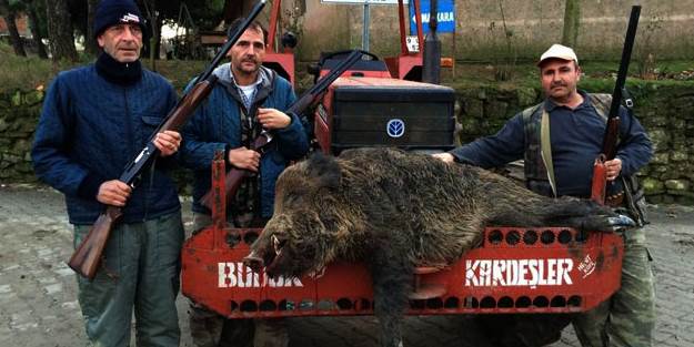 Köye yabani domuz indi