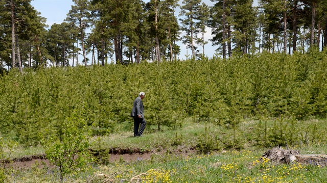 Köylerine 9 milyon ağaç diktiler