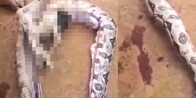 Köylü yılanın karnını açtı, gördükleri karşısında dona kaldı!