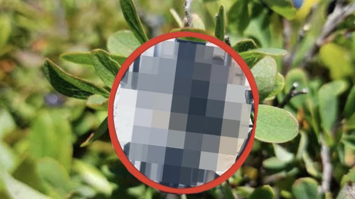 Köylüler çuval çuval bu bitkiyi topluyor! Dikeni bile şifa saçıyor! Lösemi, şeker, tansiyon… Ne varsa, alayının kökünü yazıyor