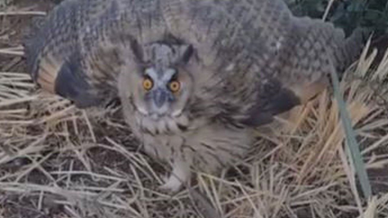 Köylüler gördüklerine inanamadı!