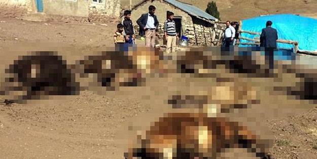 Köylüler karşılaştıkları manzara karşısında yıkıldı!