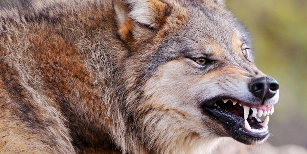 Köylüler korkularından dışarıya çıkamıyorlar