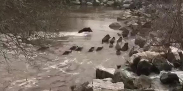 Köylüler şoke oldu! Hep birlikte yüzerek geçtiler